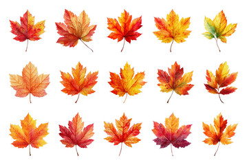 PNG Vibrant autumn maple leaves collection, element set on transparent background