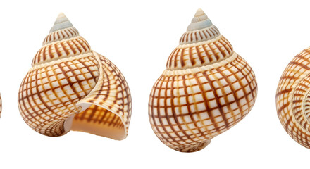 Patterned Seashells in a Row on Black Background marine