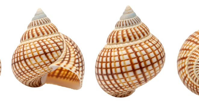 Patterned Seashells in a Row on Black Background marine