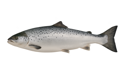 Realistic silvery salmon-like fish with dark speckled back and tapered body, fins along its sides