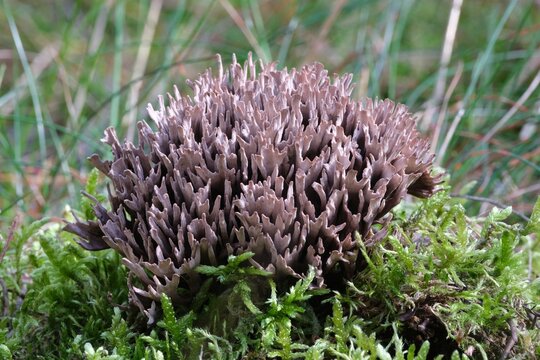 Thelephora palmata commonly known as the fetid false coral or stinking earthfan in forest. The common names of the fungus refers to its pungent odor, likened to fetid garlic.