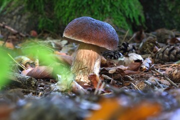 Single beautiful Boletus pinophilus  (Pine Bolete lub Pinewood King Bolete) in autumn