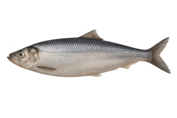 Silver, streamlined fish with visible scales, forked tail, and multiple fins, isolated on white