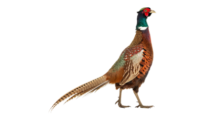 male european common pheasant phasianus colchicus isolated on transparent background