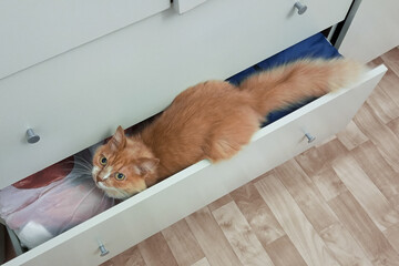 A ginger cat lying in an open closet drawer looking at the camera. View from above.