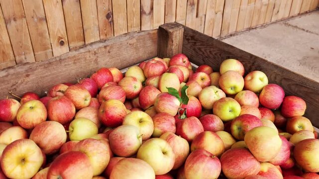 Close up of Freshly harvested Gala apples in a rustic wooden crate on the farm. Harvest concept. Zoom out. Pommes