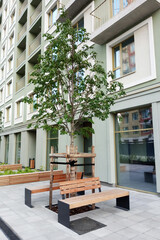 A landscaped courtyard of a multi-story residential building. A planted tree with supports. Summer, daytime.