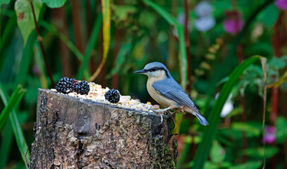 Nuthatch feeding in the woods