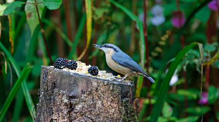 Nuthatch feeding in the woods
