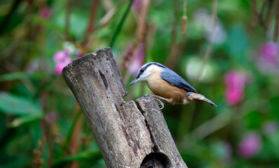 Nuthatch feeding in the woods