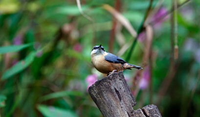 Nuthatch feeding in the woods