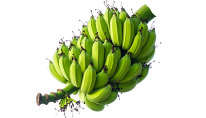 bunch of raw green bananas attached with tree branch isolated on transparent background