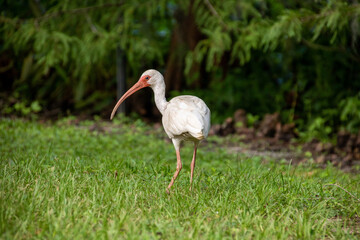 Close-up of an American White Ibis at Lake Dora, Florida