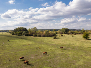 Serene pastures and unique, beautiful trees under a sunny sky on Krćedinska Ada island near Beška, Serbia. A peaceful natural landscape along the Danube River.