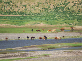 Orkhon Valley, Mongolia