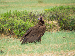 Mongolian Eagle