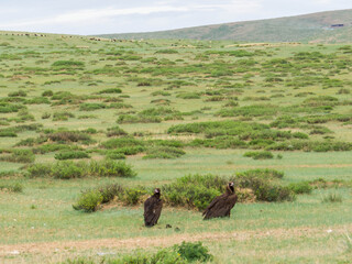 Mongolian Eagles