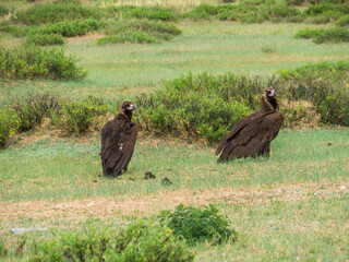 Mongolian Eagles