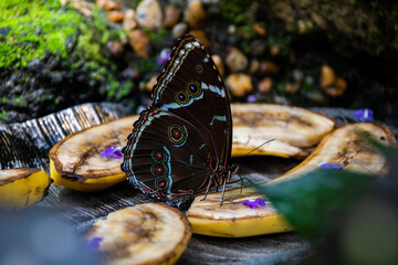 Close-up of a Morpho Helenor