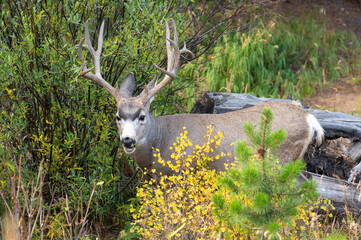 Mule deer buck with impressive antlers. Wildlife animal in the bush at Rocky Mountain National Park, Colorado, USA