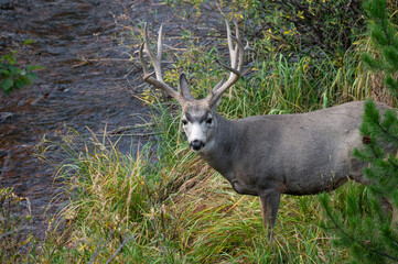 Mule deer buck with impressive antlers looking at camera. Wildlife animal in the bush nearby creek at Rocky Mountain National Park, Colorado, USA