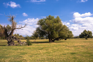 Serene pastures and unique, beautiful trees under a sunny sky on Krćedinska Ada island near Beška, Serbia. A peaceful natural landscape along the Danube River.