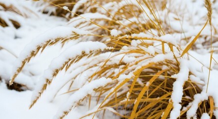 A closeup of dry golden ornamental grass covered in a soft layer of fresh white snow during a beautiful cold winter day