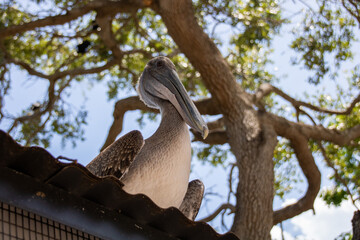 Close-up of a beautiful Pelican observing its surrondings