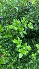 Closeup of green leafy plant natural background in garden