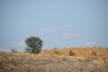Fototapeta premium Tree growing on the side of a red dune in the Kalahari Desert