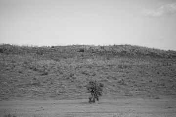 Tree growing in the arid Kalahari Desert with a little cloud in the sky