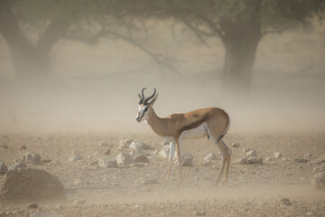 Springbok standing on the arid sand of the Kalahari Desert as a dust storm blows through