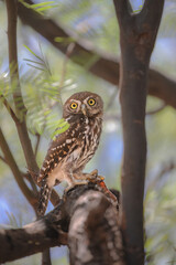 Pearl-spotted owlet hiding from the Kalahari Desert heat in a tree