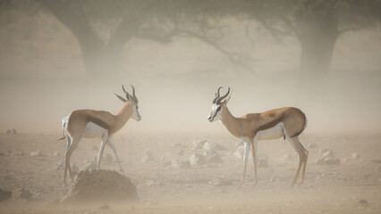 Springbok standing on the arid sand of the Kalahari Desert as a dust storm blows through