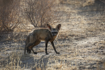 Bat-eared fox walking across the arid Kalahari Desert sand