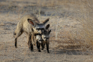 Family of bat-eared foxes moving away from their den t a new home