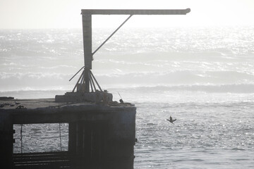 Cormorant flying over an old harbor jetty that is now a bird nesting colony