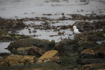 Seagull walking along coastline rocks in search of food