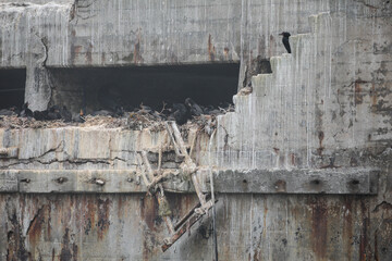 Nesting colony of crested cormorants on an old ocean harbor pier, Port Nolloth