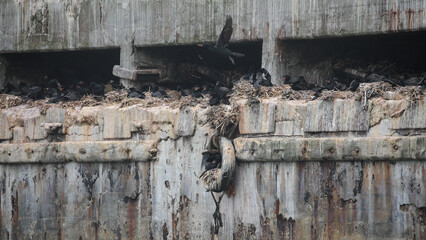Nesting colony of crested cormorants on an old ocean harbor pier, Port Nolloth