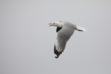 Hartlaub's gull flying across grey sky