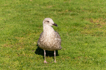 Lower Gardens, Bournemouth, UK - September 25th 2025: Herring Gull standing on the grass.