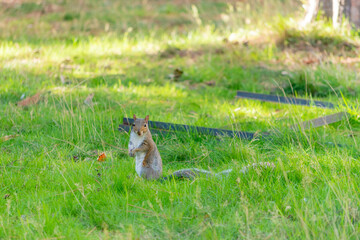 Lower Gardens, Bournemouth, UK - September 25th 2025: Squirrel standing in the grass.