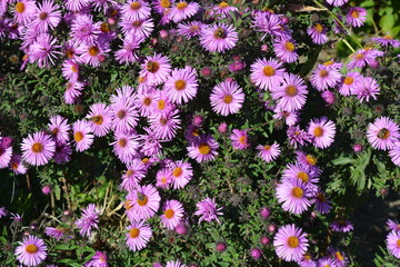 Purple flowers of September, Asters, New York aster, Symphyotrichum novi-belgii. Selective focus. Purple asters in a flowerbed in the summer garden.