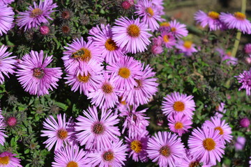 Purple flowers of September, Asters, New York aster, Symphyotrichum novi-belgii. Selective focus. Purple asters in a flowerbed in the summer garden.