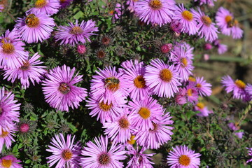 Purple flowers of September, Asters, New York aster, Symphyotrichum novi-belgii. Selective focus. Purple asters in a flowerbed in the summer garden.