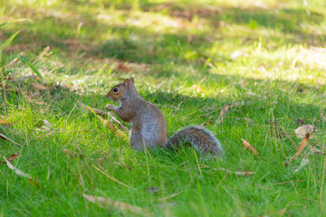 Lower Gardens, Bournemouth, UK - September 25th 2025: Squirrel standing in the grass.