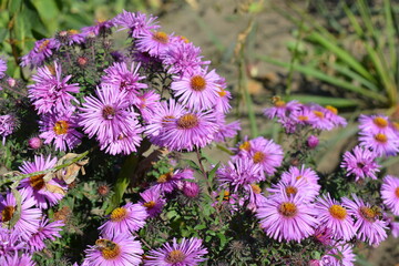 Purple flowers of September, Asters, New York aster, Symphyotrichum novi-belgii. Selective focus. Purple asters in a flowerbed in the summer garden.