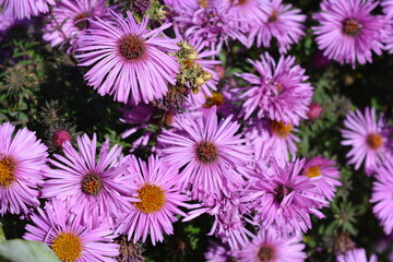 Purple flowers of September, Asters, New York aster, Symphyotrichum novi-belgii. Selective focus. Purple asters in a flowerbed in the summer garden.