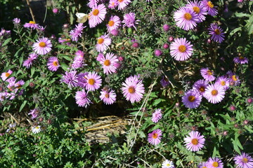 Purple flowers of September, Asters, New York aster, Symphyotrichum novi-belgii. Selective focus. Purple asters in a flowerbed in the summer garden.